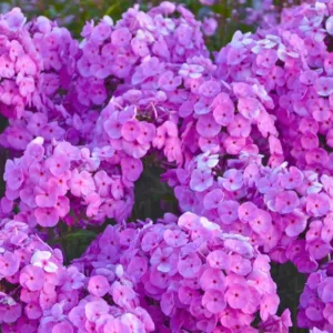Phlox paniculata Fashionably Early Flamingo, Border Phlox Fashionably Early Flamingo, Fall Phlox Fashionably Early Flamingo, Garden Phlox Fashionably Flamingo, Perennial Phlox  Fashionably Early Flamingo, Summer Phlox Fashionably Early Flamingo, Purple Garden Phlox, Purple Phlox