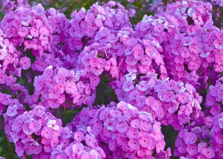 Phlox paniculata Fashionably Early Flamingo, Border Phlox Fashionably Early Flamingo, Fall Phlox Fashionably Early Flamingo, Garden Phlox Fashionably Flamingo, Perennial Phlox  Fashionably Early Flamingo, Summer Phlox Fashionably Early Flamingo, Purple Garden Phlox, Purple Phlox