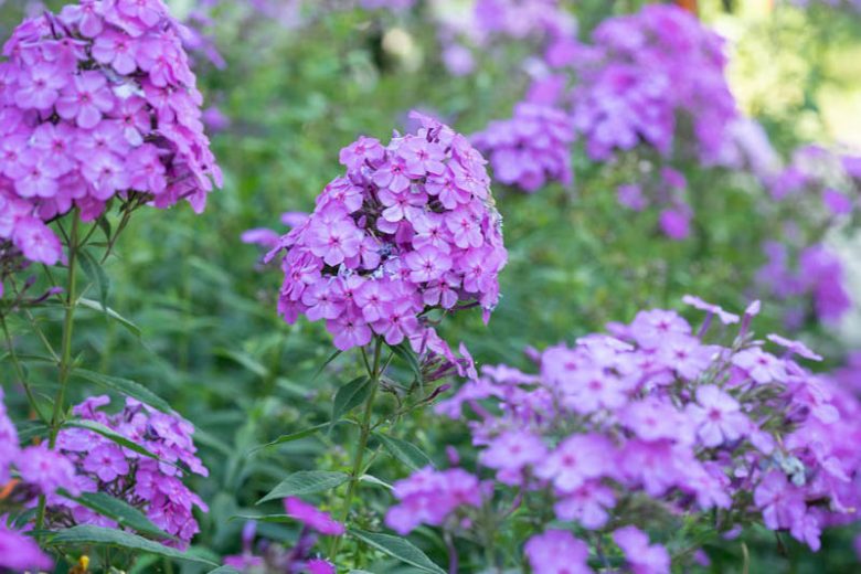 Phlox Paniculata, Border Phlox, Garden Phlox, Fall Phlox, Perennial Phlox, Purple Phlox, Purple flowers