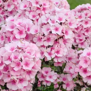 Phlox Paniculata 'Bright Eyes', Phlox 'Bright Eyes', Border Phlox 'Bright Eyes', Fall Phlox 'Bright Eyes', Garden Phlox 'Bright Eyes', Perennial Phlox 'Bright Eyes', Summer Phlox 'Bright Eyes', Pink Phlox