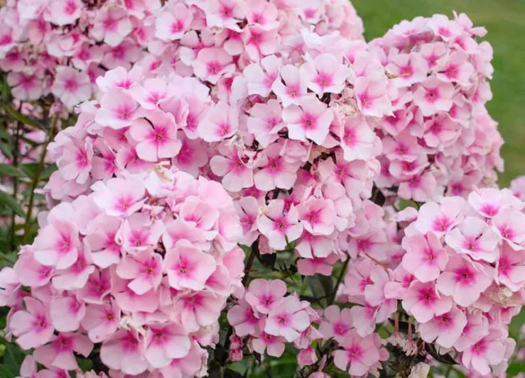 Phlox Paniculata 'Bright Eyes', Phlox 'Bright Eyes', Border Phlox 'Bright Eyes', Fall Phlox 'Bright Eyes', Garden Phlox 'Bright Eyes', Perennial Phlox 'Bright Eyes', Summer Phlox 'Bright Eyes', Pink Phlox
