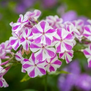 Phlox paniculata Candy Twist, Border Phlox 'Candy Twist', Fall Phlox Candy Twist, Garden Phlox 'Candy Twist', Perennial Phlox 'Candy Twist', Summer Phlox 'Candy Twist', Bicolored Phlox