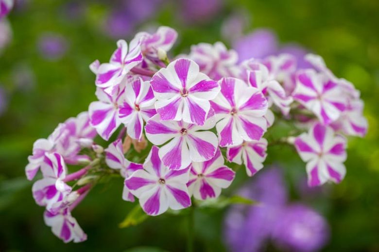 Phlox paniculata Candy Twist, Border Phlox 'Candy Twist', Fall Phlox Candy Twist, Garden Phlox 'Candy Twist', Perennial Phlox 'Candy Twist', Summer Phlox 'Candy Twist', Bicolored Phlox