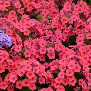 Phlox paniculata Coral Flame, Border Phlox 'Coral Flame', Fall Phlox 'Coral Flame', Garden Phlox 'Coral Flame', Perennial Phlox 'Coral Flame', Summer Phlox 'Coral Flame', Phlox paniculata 'Barsixtytwo', FLAME Series, Coral Phlox