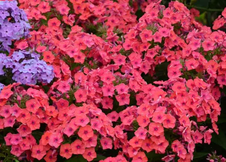 Phlox paniculata Coral Flame, Border Phlox 'Coral Flame', Fall Phlox 'Coral Flame', Garden Phlox 'Coral Flame', Perennial Phlox 'Coral Flame', Summer Phlox 'Coral Flame', Phlox paniculata 'Barsixtytwo', FLAME Series, Coral Phlox