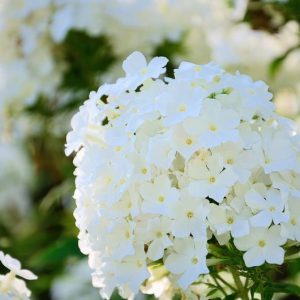 Phlox Paniculata 'David', Phlox 'David', Border Phlox 'David', Fall Phlox 'David', Garden Phlox 'David', Perennial Phlox 'David', Summer Phlox 'David', White phlox, white flowers