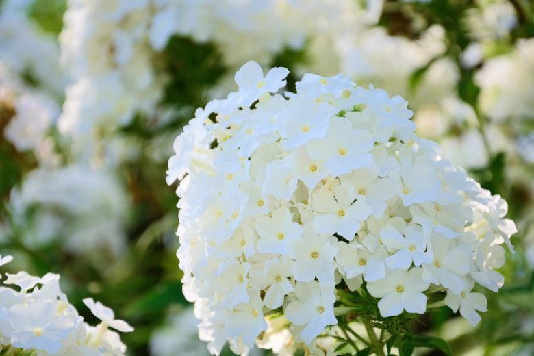 Phlox Paniculata 'David', Phlox 'David', Border Phlox 'David', Fall Phlox 'David', Garden Phlox 'David', Perennial Phlox 'David', Summer Phlox 'David', White phlox, white flowers