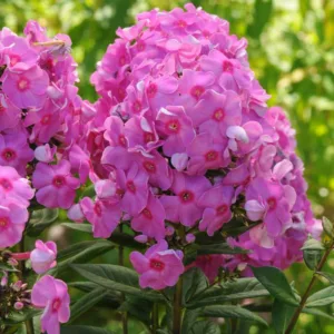 Phlox Paniculata 'Eva Cullum', Phlox 'Eva Cullum', Border Phlox 'Eva Cullum', Fall Phlox 'Eva Cullum', Garden Phlox 'Eva Cullum', Perennial Phlox 'Eva Cullum', Summer Phlox 'Eva Cullum'