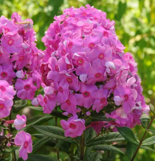 Phlox Paniculata 'Eva Cullum', Phlox 'Eva Cullum', Border Phlox 'Eva Cullum', Fall Phlox 'Eva Cullum', Garden Phlox 'Eva Cullum', Perennial Phlox 'Eva Cullum', Summer Phlox 'Eva Cullum'