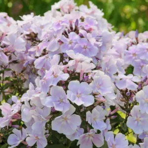 Phlox Paniculata 'Franz Schubert', Phlox 'Franz Schubert', Border Phlox 'Franz Schubert', Fall Phlox 'Franz Schubert', Garden Phlox 'Franz Schubert', Perennial Phlox 'Franz Schubert', Summer Phlox 'Franz Schubert', White phlox, white flowers