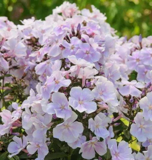 Phlox Paniculata 'Franz Schubert', Phlox 'Franz Schubert', Border Phlox 'Franz Schubert', Fall Phlox 'Franz Schubert', Garden Phlox 'Franz Schubert', Perennial Phlox 'Franz Schubert', Summer Phlox 'Franz Schubert', White phlox, white flowers