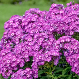 Phlox Paniculata 'Laura', Phlox 'Laura', Border Phlox 'Laura', Fall Phlox 'Laura', Garden Phlox 'Laura', Perennial Phlox 'Laura', Summer Phlox 'Laura', Purple Phlox