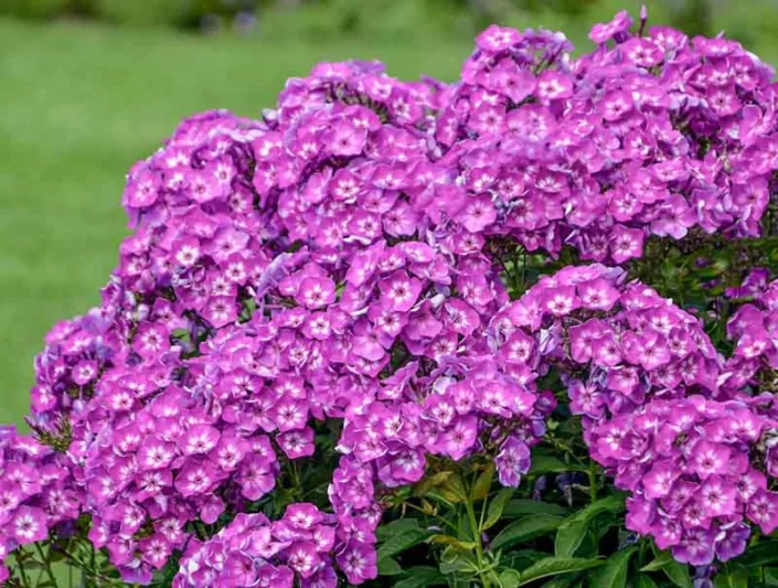 Phlox Paniculata 'Laura', Phlox 'Laura', Border Phlox 'Laura', Fall Phlox 'Laura', Garden Phlox 'Laura', Perennial Phlox 'Laura', Summer Phlox 'Laura', Purple Phlox