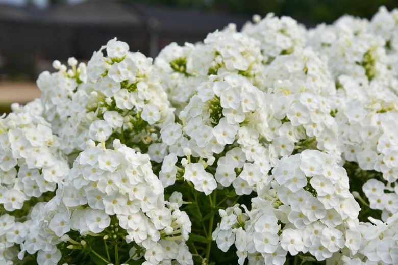 Phlox Paniculata 'Backlight', Phlox 'Backlight', Border Phlox 'Backlight', Fall Phlox 'Backlight, Garden Phlox 'Backlight, Perennial Phlox 'Backlight', Summer Phlox 'Backlight', White phlox, White flowers