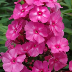 Phlox paniculata Bubblegum Pink, Border Phlox Bubblegum Pink, Fall Phlox Bubblegum Pink, Garden Phlox Bubblegum Pink, Perennial Phlox  Bubblegum Pink, Summer Phlox Bubblegum Pink, Phlox paniculata 'Ditomfra', Pink Garden Phlox, Pink Phlox