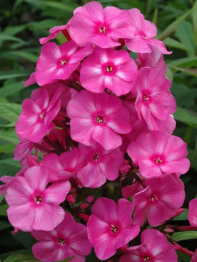 Phlox paniculata Bubblegum Pink, Border Phlox Bubblegum Pink, Fall Phlox Bubblegum Pink, Garden Phlox Bubblegum Pink, Perennial Phlox  Bubblegum Pink, Summer Phlox Bubblegum Pink, Phlox paniculata 'Ditomfra', Pink Garden Phlox, Pink Phlox