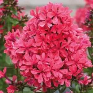 Phlox Paniculata 'Cleopatra', Phlox 'Cleopatra', Border Phlox 'Cleopatra', Fall Phlox 'Cleopatra', Garden Phlox 'Cleopatra', Perennial Phlox 'Cleopatra', Summer Phlox 'Cleopatra', Red phlox, Red flowers