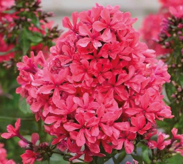 Phlox Paniculata 'Cleopatra', Phlox 'Cleopatra', Border Phlox 'Cleopatra', Fall Phlox 'Cleopatra', Garden Phlox 'Cleopatra', Perennial Phlox 'Cleopatra', Summer Phlox 'Cleopatra', Red phlox, Red flowers