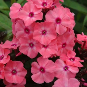 Phlox paniculata Coral Crème Drop, Border Phlox Coral Crème Drop, Fall Phlox Coral Crème Drop, Garden Phlox Coral Crème Drop, Perennial Phlox  Coral Crème Drop, Summer Phlox Coral Crème Drop, Phlox paniculata 'Ditomdre', Pink Garden Phlox, Pink Phlox
