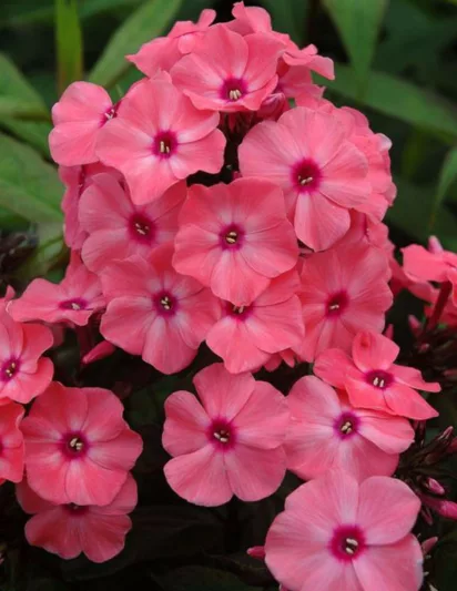 Phlox paniculata Coral Crème Drop, Border Phlox Coral Crème Drop, Fall Phlox Coral Crème Drop, Garden Phlox Coral Crème Drop, Perennial Phlox  Coral Crème Drop, Summer Phlox Coral Crème Drop, Phlox paniculata 'Ditomdre', Pink Garden Phlox, Pink Phlox