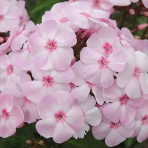 Phlox paniculata Cotton Candy™, Border Phlox Cotton Candy™, Fall Phlox Cotton Candy™, Garden Phlox Cotton Candy™, Perennial Phlox  Cotton Candy™, Summer Phlox Cotton Candy™ Phlox paniculata 'Ditomfav', Pink Garden Phlox, Pink Phlox