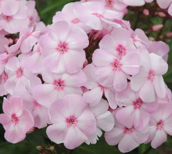 Phlox paniculata Cotton Candy™, Border Phlox Cotton Candy™, Fall Phlox Cotton Candy™, Garden Phlox Cotton Candy™, Perennial Phlox  Cotton Candy™, Summer Phlox Cotton Candy™ Phlox paniculata 'Ditomfav', Pink Garden Phlox, Pink Phlox
