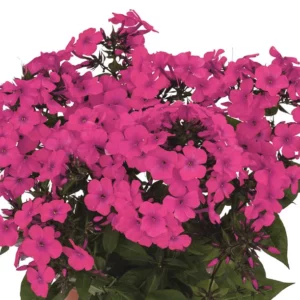 Phlox paniculata Flame Pro Cerise, Flame Pro Cerise Phlox, Border Phlox Flame Pro Cerise, Fall Phlox Flame Pro Cerise, Garden Phlox Flame Pro Cerise, Perennial Phlox Flame Pro Cerise, Summer Phlox Flame Pro Cerise, FLAME Pro Series, Red Garden Phlox