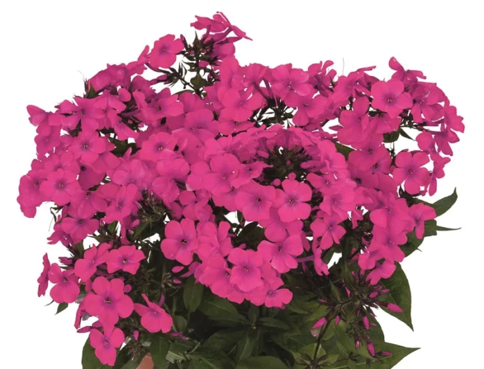 Phlox paniculata Flame Pro Cerise, Flame Pro Cerise Phlox, Border Phlox Flame Pro Cerise, Fall Phlox Flame Pro Cerise, Garden Phlox Flame Pro Cerise, Perennial Phlox Flame Pro Cerise, Summer Phlox Flame Pro Cerise, FLAME Pro Series, Red Garden Phlox