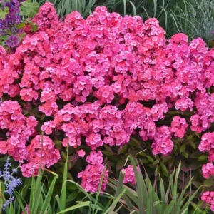 Phlox Paniculata 'Glamour Girl', Phlox 'Glamour Girl', Border Phlox 'Glamour Girl', Fall Phlox 'Glamour Girl', Garden Phlox 'Glamour Girl', Perennial Phlox 'Glamour Girl', Summer Phlox 'Glamour Girl', Red phlox, Red flowers
