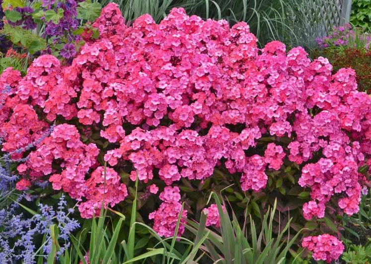 Phlox Paniculata 'Glamour Girl', Phlox 'Glamour Girl', Border Phlox 'Glamour Girl', Fall Phlox 'Glamour Girl', Garden Phlox 'Glamour Girl', Perennial Phlox 'Glamour Girl', Summer Phlox 'Glamour Girl', Red phlox, Red flowers