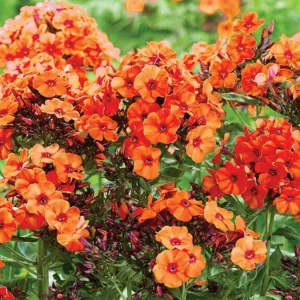 Phlox Paniculata 'Orange Perfection', Phlox Orange Perfection, Border Phlox Orange Perfection, Fall Phlox Orange Perfection, Garden Phlox Orange Perfection, Perennial Phlox Orange Perfection, Summer Phlox Orange Perfection, Orange phlox, Orange flowers