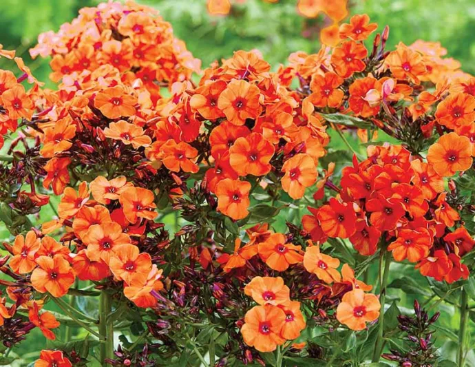 Phlox Paniculata 'Orange Perfection', Phlox Orange Perfection, Border Phlox Orange Perfection, Fall Phlox Orange Perfection, Garden Phlox Orange Perfection, Perennial Phlox Orange Perfection, Summer Phlox Orange Perfection, Orange phlox, Orange flowers