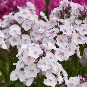 Phlox Paniculata 'Party Girl', Phlox 'Party Girl', Border Phlox 'Party Girl', Fall Phlox 'Party Girl', Garden Phlox 'Party Girl', Perennial Phlox 'Party Girl', Summer Phlox 'Party Girl', White phlox, White flowers