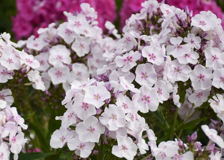 Phlox Paniculata 'Party Girl', Phlox 'Party Girl', Border Phlox 'Party Girl', Fall Phlox 'Party Girl', Garden Phlox 'Party Girl', Perennial Phlox 'Party Girl', Summer Phlox 'Party Girl', White phlox, White flowers