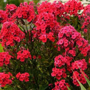 Phlox Paniculata 'Red Riding Hood', Phlox 'Red Riding Hood', Border Phlox 'Red Riding Hood', Fall Phlox 'Red Riding Hood', Garden Phlox 'Red Riding Hood', Perennial Phlox 'Red Riding Hood', Summer Phlox 'Red Riding Hood', Red phlox,Red flowers
