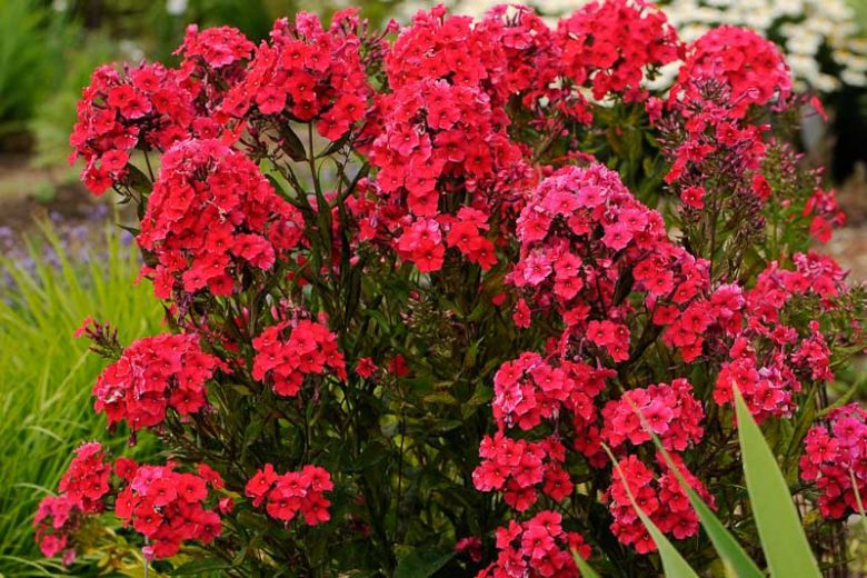 Phlox Paniculata 'Red Riding Hood', Phlox 'Red Riding Hood', Border Phlox 'Red Riding Hood', Fall Phlox 'Red Riding Hood', Garden Phlox 'Red Riding Hood', Perennial Phlox 'Red Riding Hood', Summer Phlox 'Red Riding Hood', Red phlox,Red flowers