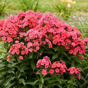 Phlox Paniculata 'Sunset Coral', Phlox 'Sunset Coral', Border Phlox 'Sunset Coral', Fall Phlox 'Sunset Coral, Garden Phlox 'Sunset Coral, Perennial Phlox 'Sunset Coral', Summer Phlox 'Sunset Coral', Coral phlox, Coral flowers