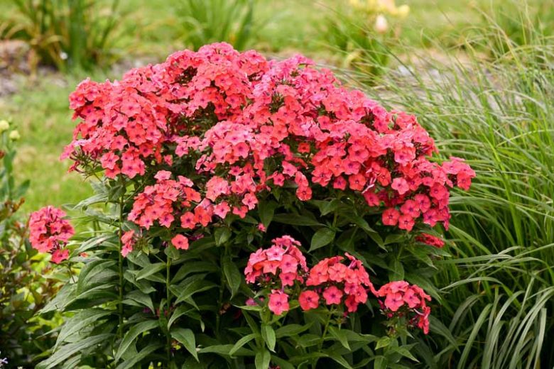Phlox Paniculata 'Sunset Coral', Phlox 'Sunset Coral', Border Phlox 'Sunset Coral', Fall Phlox 'Sunset Coral, Garden Phlox 'Sunset Coral, Perennial Phlox 'Sunset Coral', Summer Phlox 'Sunset Coral', Coral phlox, Coral flowers