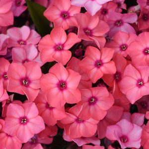Phlox paniculata Super Ka-Pow™ Coral, Border Phlox Super Ka-Pow™ Coral, Fall Phlox Super Ka-Pow™ Coral, Garden Phlox Super Ka-Pow™ Coral, Perennial Phlox  Super Ka-Pow™ Coral, Summer Phlox Super Ka-Pow™ Coral, Phlox paniculata 'Balsukaco', Pink Garden Phlox, Pink Phlox