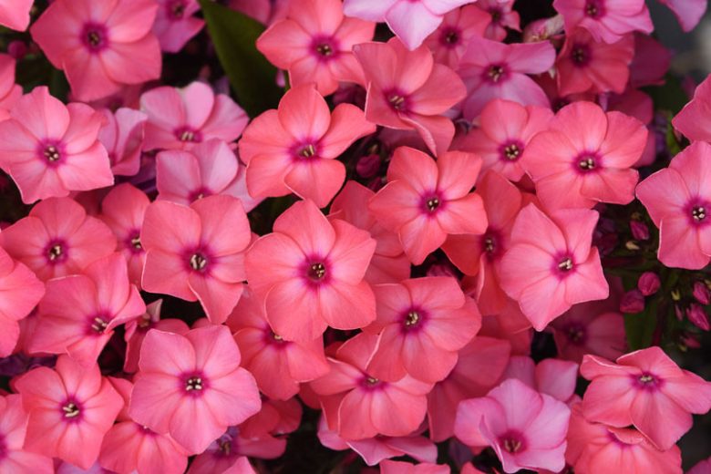 Phlox paniculata Super Ka-Pow™ Coral, Border Phlox Super Ka-Pow™ Coral, Fall Phlox Super Ka-Pow™ Coral, Garden Phlox Super Ka-Pow™ Coral, Perennial Phlox  Super Ka-Pow™ Coral, Summer Phlox Super Ka-Pow™ Coral, Phlox paniculata 'Balsukaco', Pink Garden Phlox, Pink Phlox