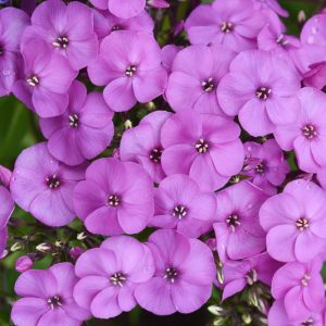 Phlox paniculata Super Ka-Pow™ Lavender, Border Phlox Super Ka-Pow™ Lavender, Fall Phlox Super Ka-Pow™ Lavender, Garden Phlox Super Ka-Pow™ Lavender, Perennial Phlox  Super Ka-Pow™ Lavender, Summer Phlox Super Ka-Pow™ Lavender, Phlox paniculata 'Balsukalav', Purple Garden Phlox, Purple Phlox