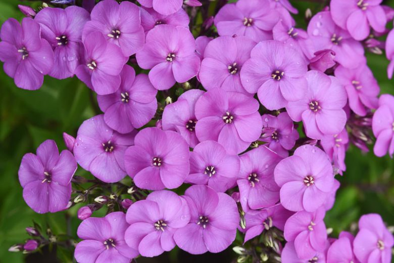Phlox paniculata Super Ka-Pow™ Lavender, Border Phlox Super Ka-Pow™ Lavender, Fall Phlox Super Ka-Pow™ Lavender, Garden Phlox Super Ka-Pow™ Lavender, Perennial Phlox  Super Ka-Pow™ Lavender, Summer Phlox Super Ka-Pow™ Lavender, Phlox paniculata 'Balsukalav', Purple Garden Phlox, Purple Phlox