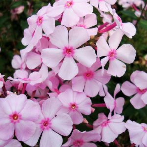 Phlox paniculata Thai Pink Jade, Border Phlox Thai Pink Jade, Fall Phlox Thai Pink Jade, Garden Phlox Thai Pink Jade, Perennial Phlox  Thai Pink Jade, Summer Phlox Thai Pink Jade, Pink Garden Phlox, Pink Phlox