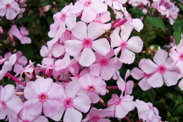 Phlox paniculata Thai Pink Jade, Border Phlox Thai Pink Jade, Fall Phlox Thai Pink Jade, Garden Phlox Thai Pink Jade, Perennial Phlox  Thai Pink Jade, Summer Phlox Thai Pink Jade, Pink Garden Phlox, Pink Phlox
