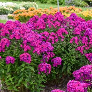 Phlox Paniculata 'Ultraviolet, Phlox Ultraviolet, Border Phlox Ultraviolet, Fall Phlox Ultraviolet, Garden Phlox Ultraviolet, Perennial Phlox Ultraviolet, Summer Phlox Ultraviolet, Purple phlox, Purple flowers
