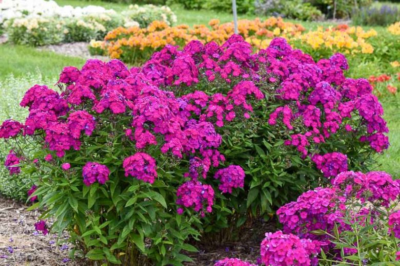 Phlox Paniculata 'Ultraviolet, Phlox Ultraviolet, Border Phlox Ultraviolet, Fall Phlox Ultraviolet, Garden Phlox Ultraviolet, Perennial Phlox Ultraviolet, Summer Phlox Ultraviolet, Purple phlox, Purple flowers
