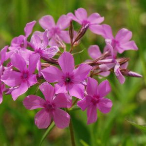 Phlox pilosa, Downy Phlox, Prairie Phlox, Fragrant Phlox, Purple Phlox, Purple flowers