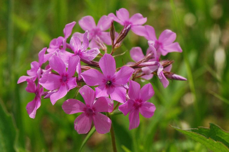 Phlox pilosa, Downy Phlox, Prairie Phlox, Fragrant Phlox, Purple Phlox, Purple flowers