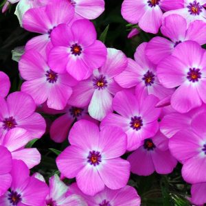 Phlox x procumbens 'Pink Profusion', Phlox Pink Profusion, Creeping phlox Pink Profusion, Spring Phlox Pink Profusion, Pink Phlox, Pink Groundcover,