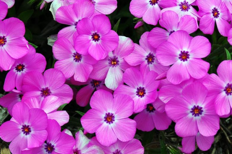Phlox x procumbens 'Pink Profusion', Phlox Pink Profusion, Creeping phlox Pink Profusion, Spring Phlox Pink Profusion, Pink Phlox, Pink Groundcover,
